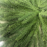 Soft-Touch Norfolk Pine Placeholder