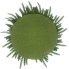 Soft-Touch Norfolk Pine Placeholder