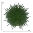 Soft-Touch Norfolk Pine Placeholder