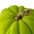 Flocked Pumpkin - Lime