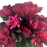 18" Peony Rose Bud Daisy Bush