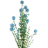 30" Snowball Allium Bush - Blue