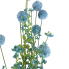 30" Snowball Allium Bush - Blue