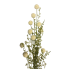 30" Snowball Alium Bush - Cream