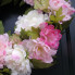22" Peony Wreath - Pink & Cream