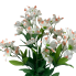 21" Perunian Lily Bush - White/Pink