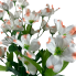21" Perunian Lily Bush - White/Pink