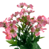 21" Perunian Lily Bush - Pink