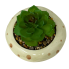 7" Artificial Succulent in Mushroom Planter- Beige and Green