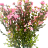 17" Forget Me Not Bush - Pink