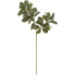 26" Ficus Spray - Green
