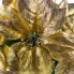 22" Gold Metallic Poinsettia Bush