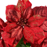 22" Red & Dusted Gold Poinsettia Bush