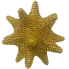 6" Beaded Sunflower Sea Star - Gold