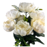 20" Cabbage Rose Bush-Ivory