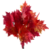 20" Orange Maple Fall Bush