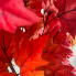 20" Orange Maple Fall Bush