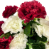 19" Red & White Carnation Bush
