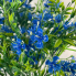 18" Scilla Bush - Blue