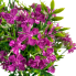 18" Scilla Bush -Purple