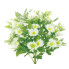 21" Daisy Bush- White
