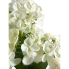 17" Real Touch Hydrangea Bush - Cream