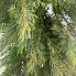 32" Belgium Pine Teardrop