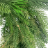 24" Belgium Pine Wreath w/ 54 Tips