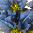 24" Navy Blue Poinsettia Bush