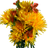 23" Spider Mum Bush
