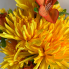 23" Spider Mum Bush