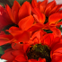 21" Red Sun Flower Bush