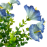 14" Mini Morning Glory Bunch - Blue