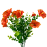 14" Mini Morning Glory Bush - Orange