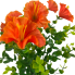 14" Mini Morning Glory Bush - Orange