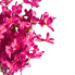 24" Tweedia Bush - Hot Pink