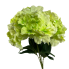 19" Cypress Hydrangea Bush