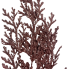 28.5" Gilitter Lycopdium Spray