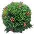 16" Custom Cedar & Berry Topiary Ball