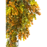 36" Eucalyptus Hanging Bush