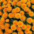 16" UV Mum Topiary Ball - Orange