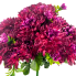 14.5" Mini Mum & Buds Mixed Bush - Burgundy