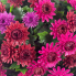 12" UV Mum Topiary Ball - Burgundy/ Purple