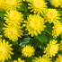 12" UV Mum Topiary Ball - Yellow