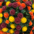 12" UV Mum Topiary Ball - Burgundy Orange Yellow