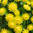 14" UV Mum Hanging Basket - Yellow