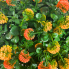 16.5" UV Clover Hanging Basket - Orange