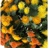 16" Wide UV Orange/Yellow/Gold Mum Bush Stake