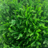 14.2" UV Cedar Topiary Ball