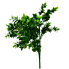15" Boxwood Bush